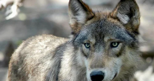US Republicans propose removing grey wolves from Endangered Species Act